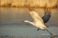 Sandhill-Crane;Crane;Grus-canadensis;One;one-animal;avifauna;bird;birds;feather;